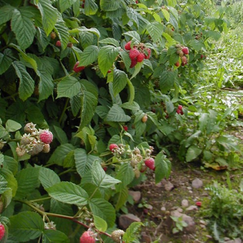 Raspberry 40 Canes Bareroot  | ScotPlants Direct